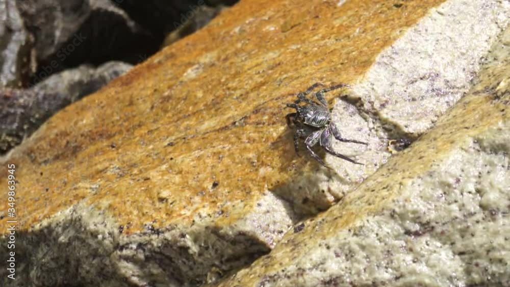 Crab climbing the rock Crab climbing the rock