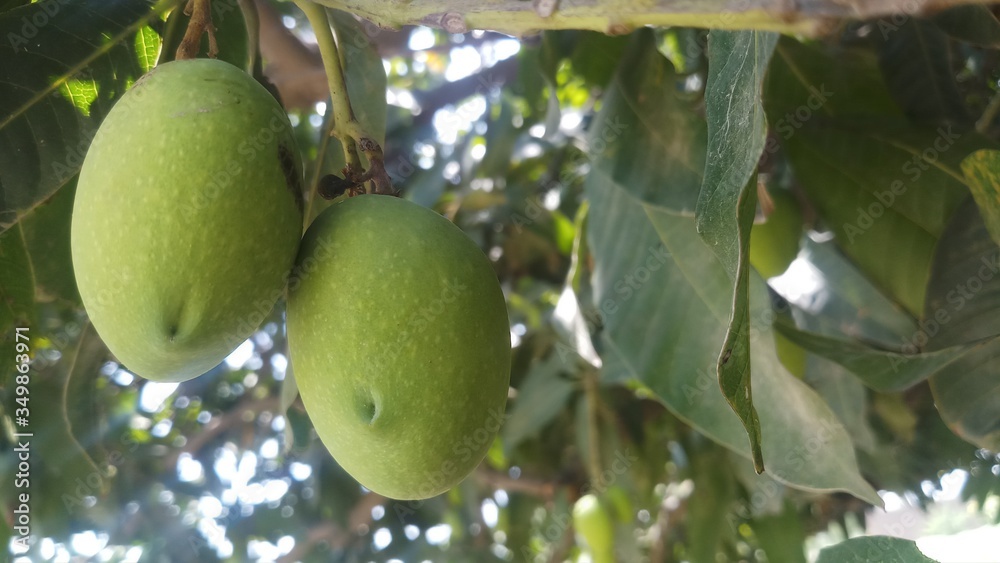 Close up green mango fruits hanging on tree branch Close up green mango fruits hanging on tree branch