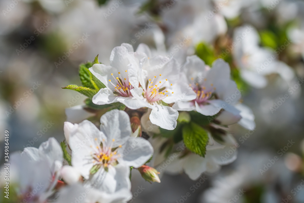 Bee on a flower of the white cherry blossoms Bee on a flower of the white cherry blossoms