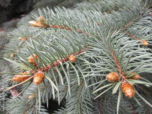 Spruce with young cones in May.