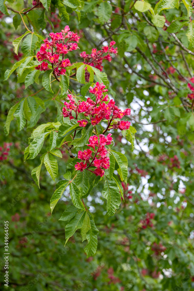 Sweet Chestnut (Castanea sativa) flowering in springtime Sweet Chestnut (Castanea sativa) flowering in springtime