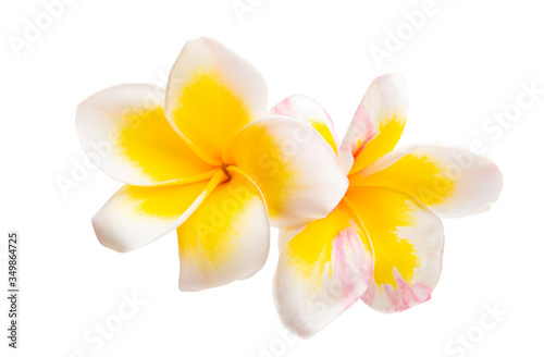 frangipani flower isolated
