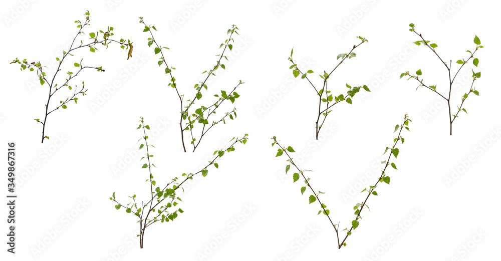 Various birch branches with young leaves and earrings on white background