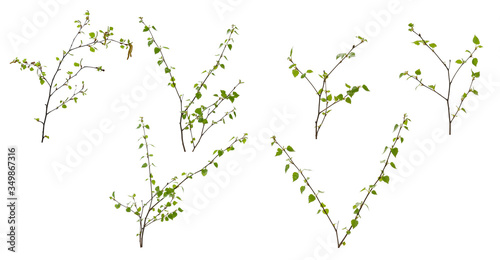 Various birch branches with young leaves and earrings on white background