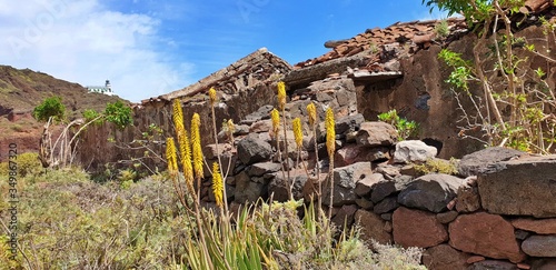 Yellow flowers at ruin
