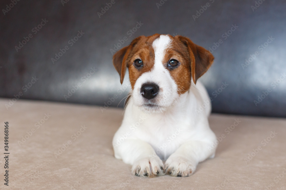 Puppy Jack Russell Terrier is lying on the couch and looking at the camera. A sad puppy is waiting for the owner. Dog Day. Puppy Jack Russell Terrier is lying on the couch and looking at the camera. A sad puppy is waiting for the owner. Dog Day.