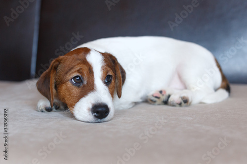 Puppy Jack Russell Terrier is lying on the couch and looking at the camera. A sad puppy is waiting for the owner. Dog Day.