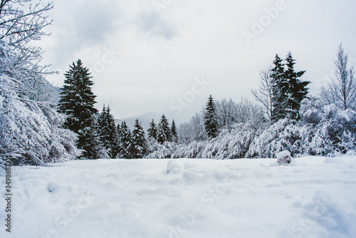 Winter landascape with snow, tree, forest, wood © Cecilia
