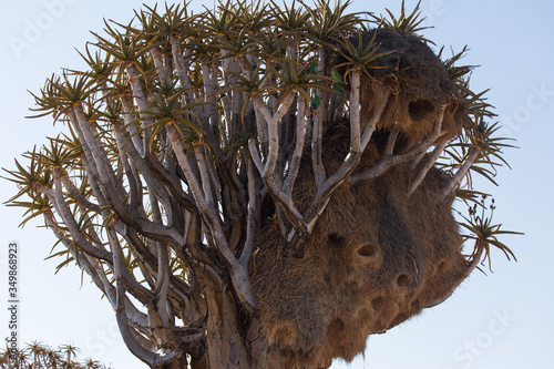 Huge nest of the sociable weaver is a species of bird in the Weaver family endemic to Southern Africa. Namibia photo