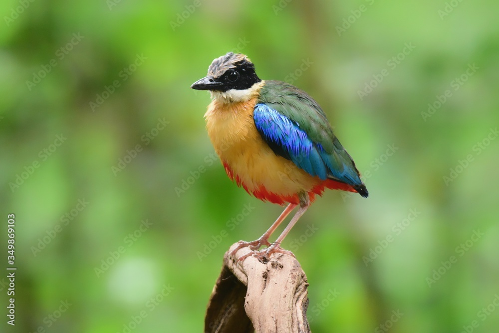Has a black head over the eyes, wide brown stripes Green top body The feathers covering the wings of the rump and the top of the tail are bright blue.