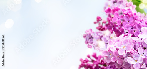 Fresh lilac flowers © neirfy