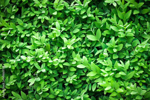 Wallpaper Mural Green leaves wall texture image Torontodigital.ca