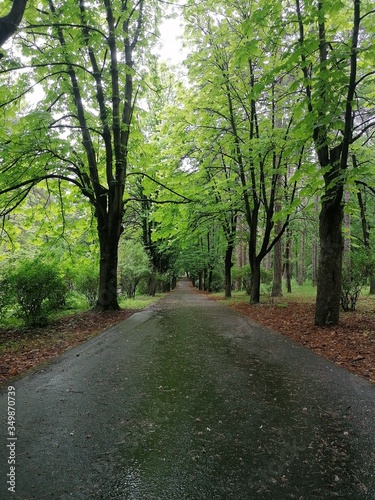 road in the woods © Natalija