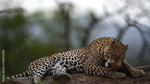 Male leopard close up portrait in the wilderness of Africa