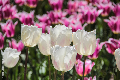 Konstfotografi Closeup of white and purple tulips flowers with green leaves in the park outdoor