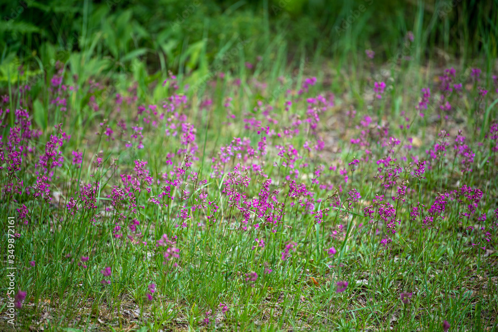 field of pink flowers