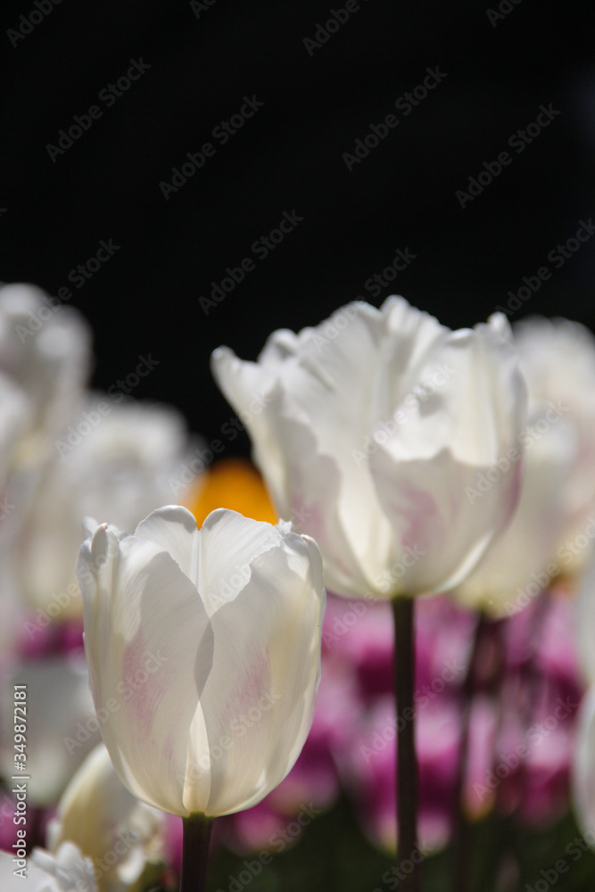 Tulip season. Bright fresh spring flowers tulips on blurred background. Beautiful white tulip blooming in garden. Tulips on the flower bed.