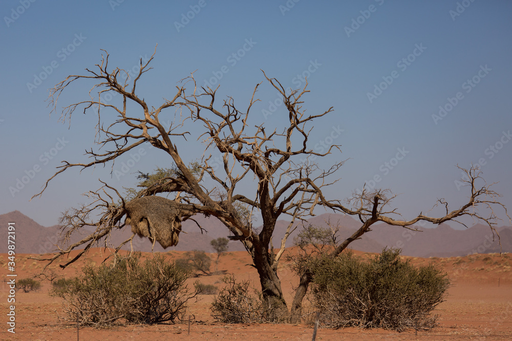 Huge nest of the sociable weaver is a species of bird in the Weaver family endemic to Southern Africa. Namibia Huge nest of the sociable weaver is a species of bird in the Weaver family endemic to Southern Africa. Namibia
