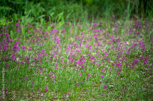 field of pink flowers