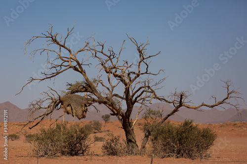 Huge nest of the sociable weaver is a species of bird in the Weaver family endemic to Southern Africa. Namibia