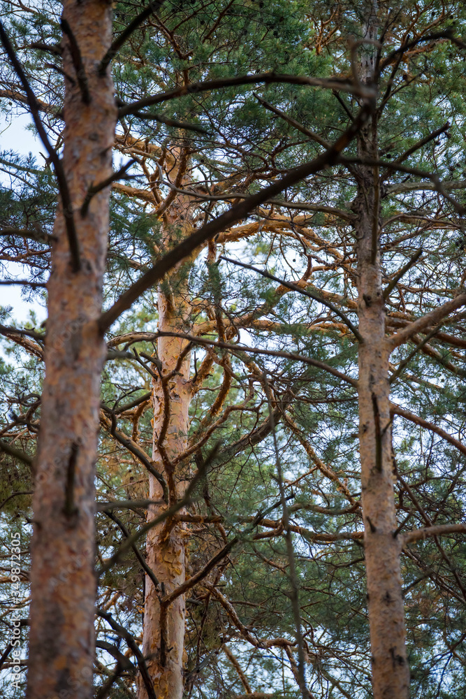 trees in the park