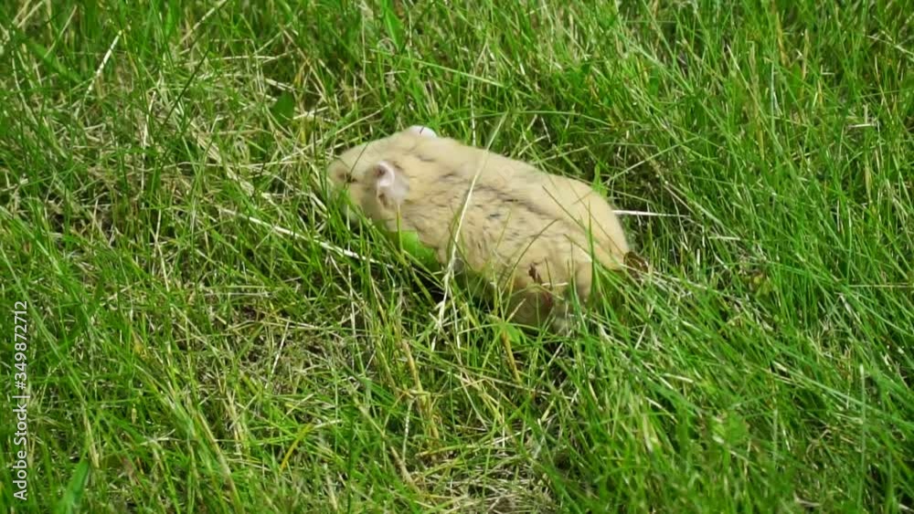 The hamster went out for a walk. A little funny Dzungarian hamster runs through the meadow and hides food. The hamster went out for a walk. A little funny Dzungarian hamster runs through the meadow and hides food.