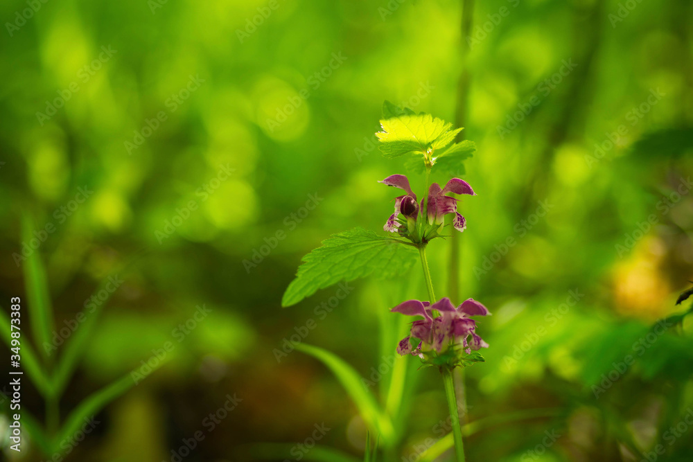 Beautiful flower in the forest Beautiful flower in the forest