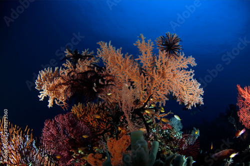 Fototapeta Naklejka Na Ścianę i Meble -  Colorful Coral Reef in Misool, Raja Ampat. West Papua, Indonesia