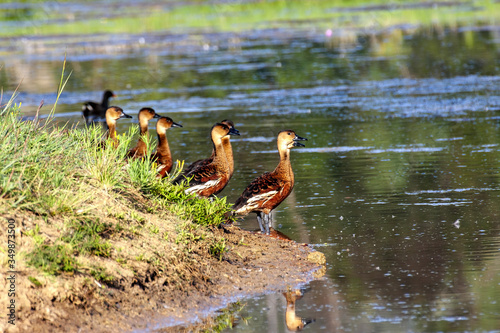 A group of Whistling Duck, Dendrocygna eytoni, by a lake, Western Australia