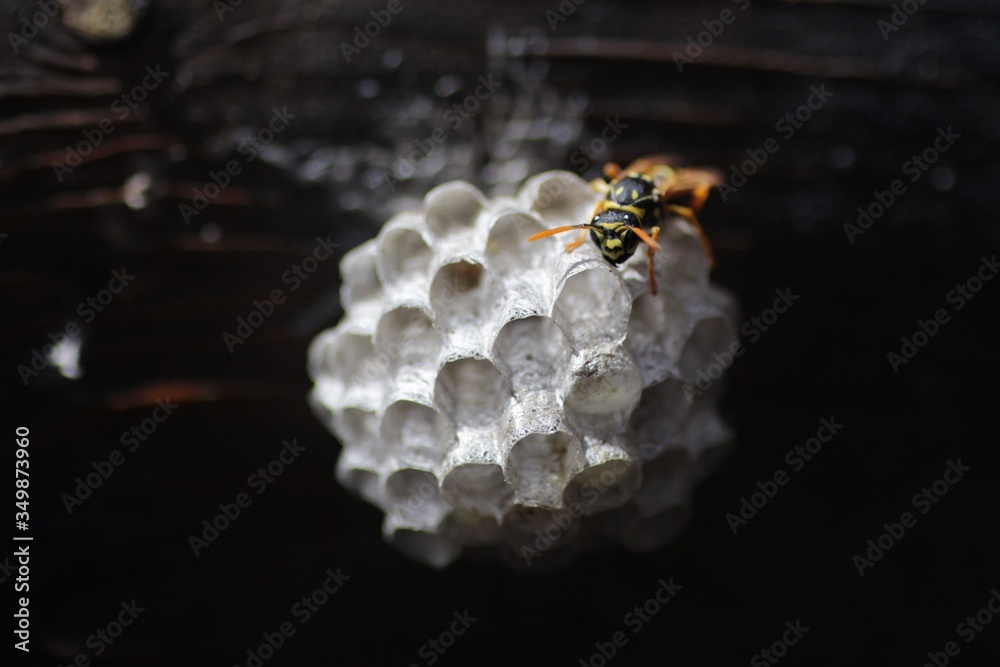 guêpe solitaire dans son nid Stock Photo Adobe Stock