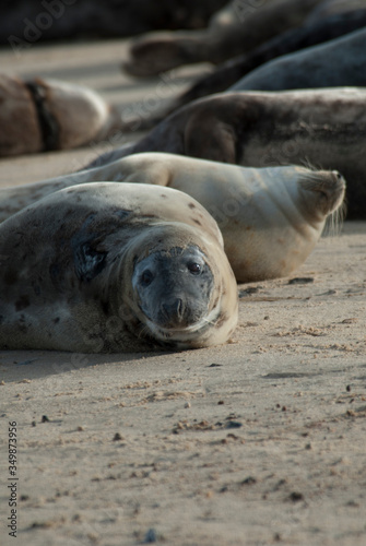 Seals on the beach, Horsey, Norfolk © Mark