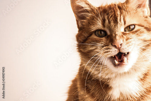 a young red cat snidely poses photo