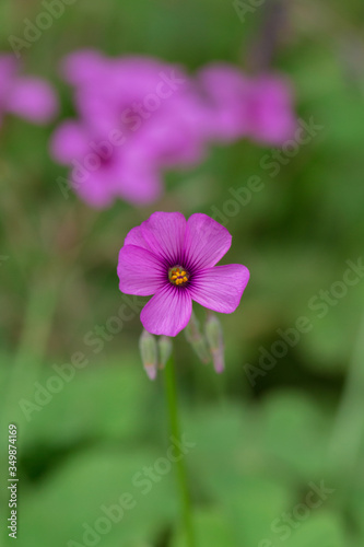 Artichoke wood sorrel purple flowers and green leaves，Oxalis corniculata