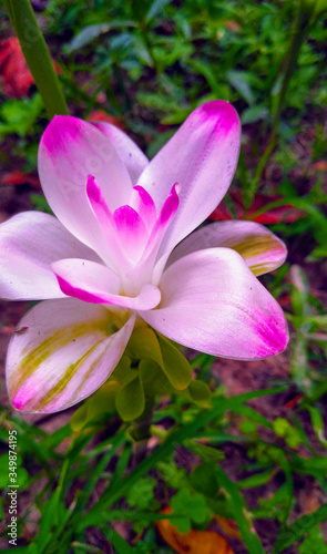 pink water lily
