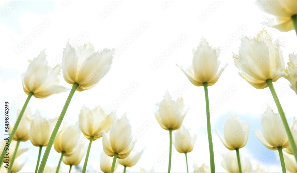 Fototapeta premium Beautiful white tulips and sky in the background. June
