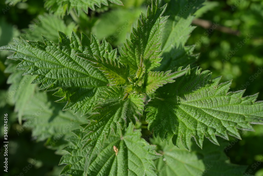 Vibrant green leaves of Common nettle, also known as Urtica dioica Vibrant green leaves of Common nettle, also known as Urtica dioica