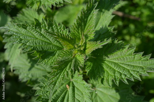 Vibrant green leaves of Common nettle  also known as Urtica dioica