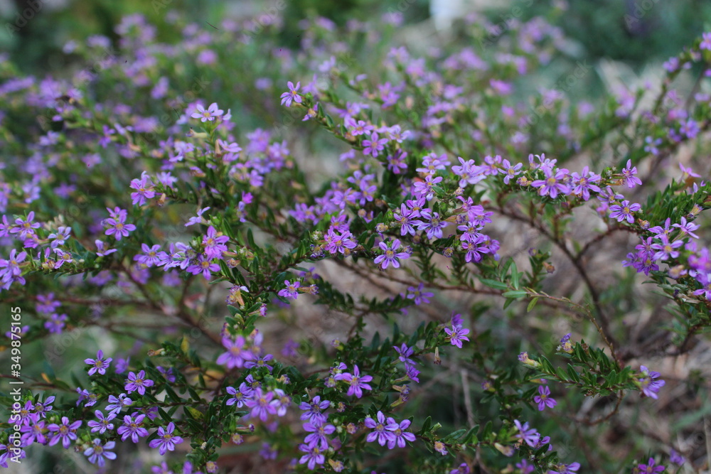 Fototapeta premium Flores lilás Érica.