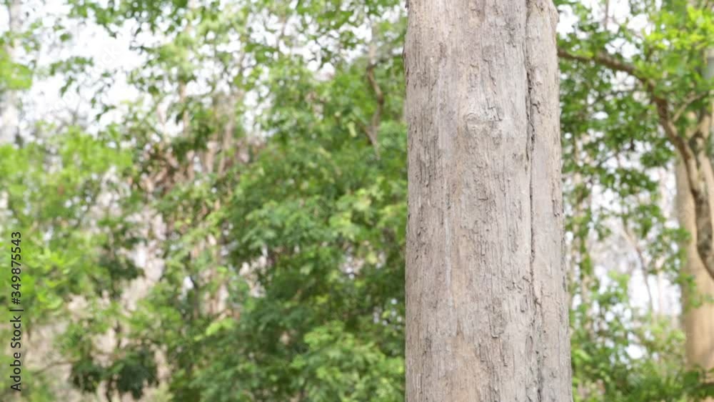 Teak tree in the forest with blurred background Teak tree in the forest with blurred background