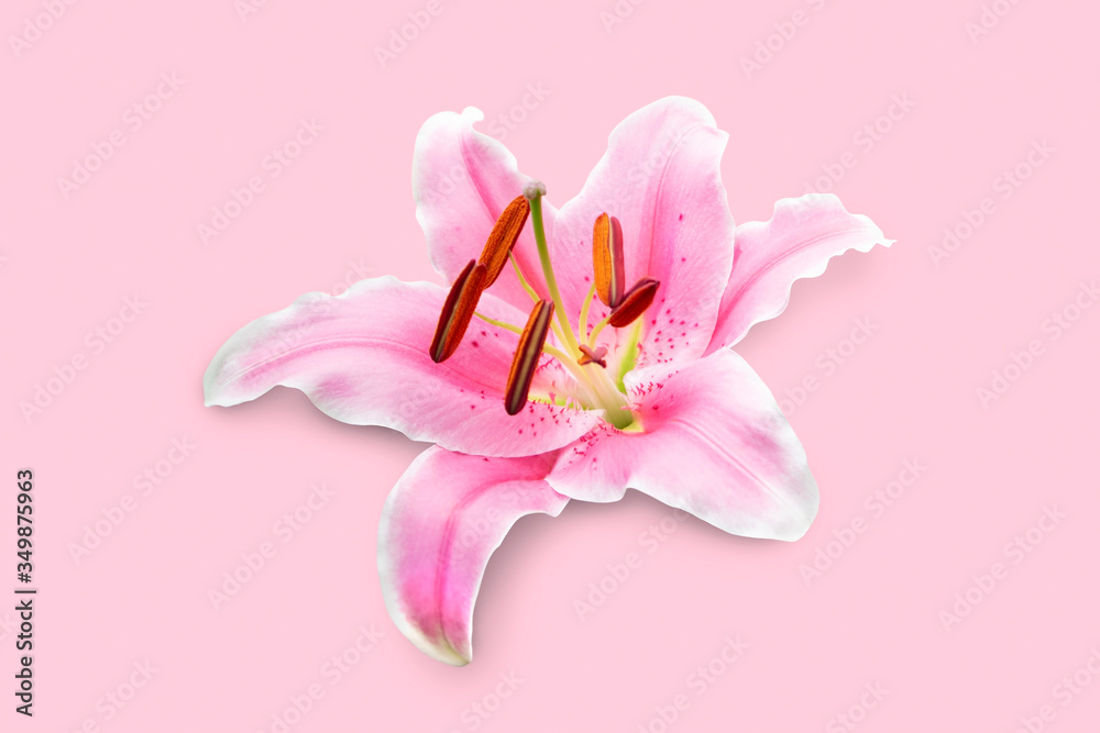 Lily flower isolated on pink background with clipping path.