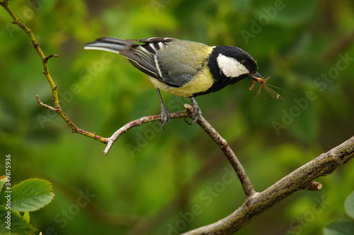 Great Tit (Parus Major) on a Twig with Captured Insects