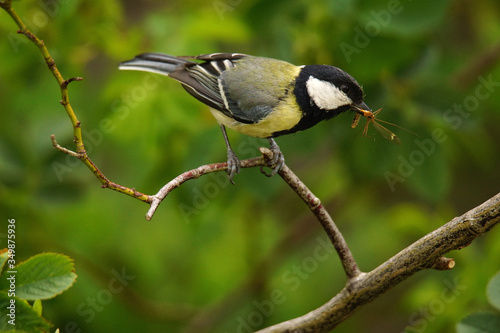 Canvas-taulu Great Tit (Parus Major) on a Twig with Captured Insects