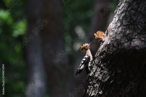 Hoopoe feeding chicks © Yeongsik Im