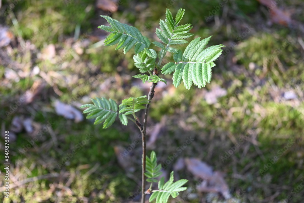 Naklejka premium Pine trees in the forest