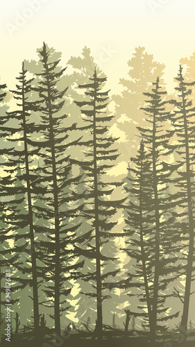 Vertical sunny illustration view from thicket coniferous forest with trunks of fir trees and treetops.