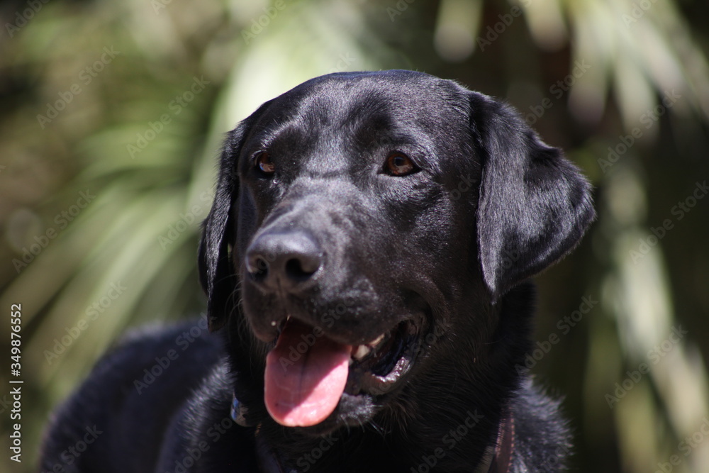 black labrador retriever