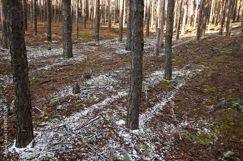 Winter forest