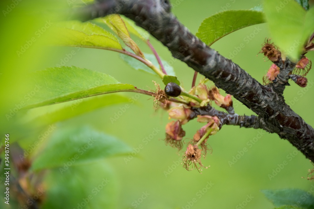 Cherry branch. Late spring frosts destroyed the cherry or sweet cherry crop. Background green Cherry branch. Late spring frosts destroyed the cherry or sweet cherry crop. Background green
