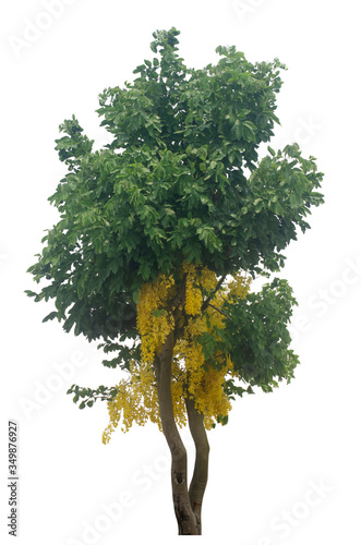 Golden shower, Indian laburnum, Pudding-pine tree, Purging Cassia isolated from white background, record path photo