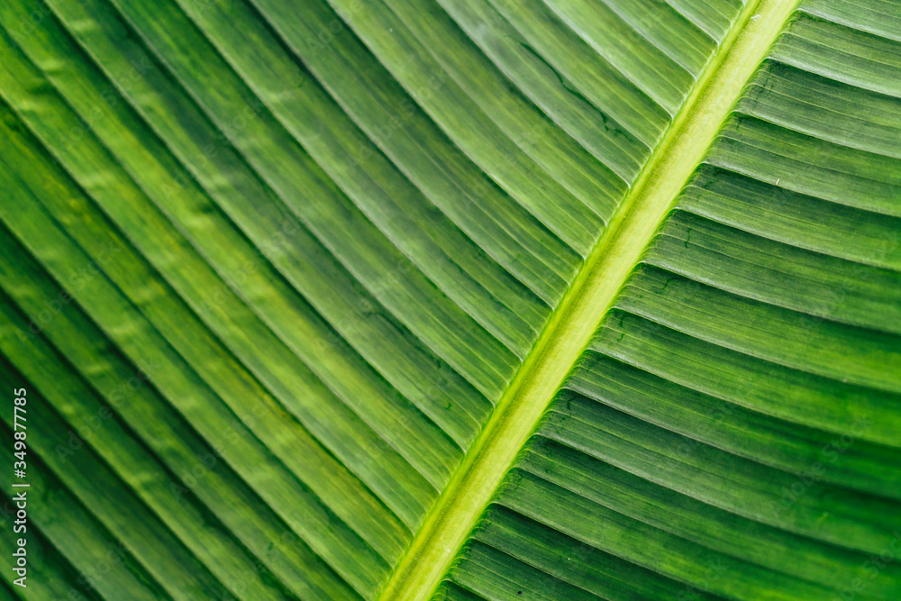 Grünes Blatt im Detail.